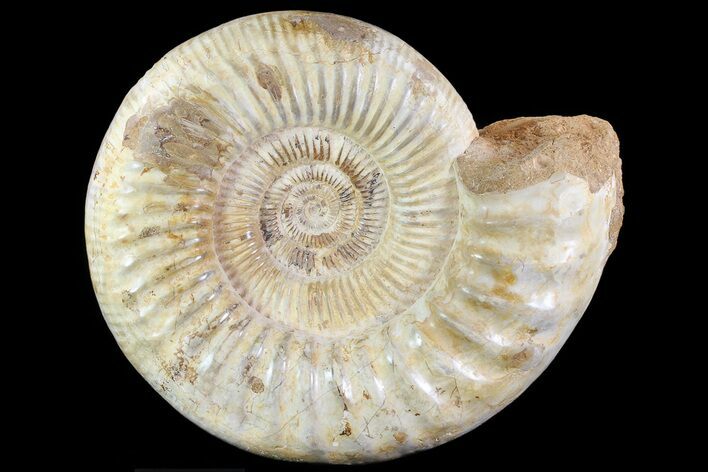 Wide Jurassic Kranosphinctites? Ammonite Fossil - Madagascar #72883